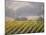 Vineyard in northern California, Sonoma, California, USA-Alan Klehr-Mounted Photographic Print