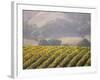 Vineyard in northern California, Sonoma, California, USA-Alan Klehr-Framed Photographic Print