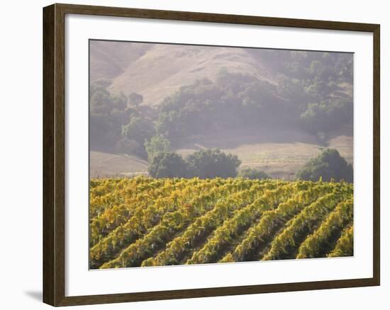 Vineyard in northern California, Sonoma, California, USA-Alan Klehr-Framed Photographic Print