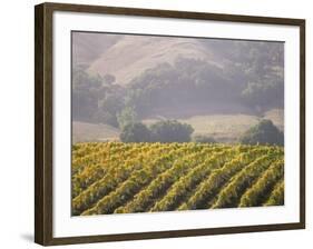 Vineyard in northern California, Sonoma, California, USA-Alan Klehr-Framed Photographic Print