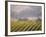 Vineyard in northern California, Sonoma, California, USA-Alan Klehr-Framed Photographic Print