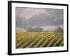 Vineyard in northern California, Sonoma, California, USA-Alan Klehr-Framed Photographic Print