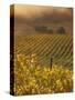 Vineyard in northern California, Sonoma, California, USA-Alan Klehr-Stretched Canvas