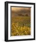 Vineyard in northern California, Sonoma, California, USA-Alan Klehr-Framed Photographic Print