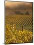 Vineyard in northern California, Sonoma, California, USA-Alan Klehr-Mounted Photographic Print