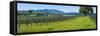 Vineyard in Sonoma Valley, California, USA-null-Framed Stretched Canvas