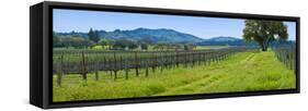 Vineyard in Sonoma Valley, California, USA-null-Framed Stretched Canvas