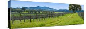 Vineyard in Sonoma Valley, California, USA-null-Stretched Canvas