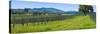 Vineyard in Sonoma Valley, California, USA-null-Stretched Canvas