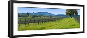 Vineyard in Sonoma Valley, California, USA-null-Framed Photographic Print