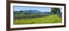 Vineyard in Sonoma Valley, California, USA-null-Framed Photographic Print