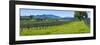 Vineyard in Sonoma Valley, California, USA-null-Framed Photographic Print