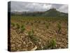 Vineyard in stony soil with San Vicente de la Sonsierra Village, La Rioja, Spain-Janis Miglavs-Stretched Canvas