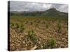 Vineyard in stony soil with San Vicente de la Sonsierra Village, La Rioja, Spain-Janis Miglavs-Stretched Canvas
