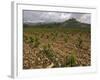 Vineyard in stony soil with San Vicente de la Sonsierra Village, La Rioja, Spain-Janis Miglavs-Framed Photographic Print