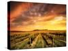 Vineyard in the Barossa Valley, South Australia-kwest19-Stretched Canvas