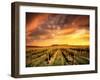 Vineyard in the Barossa Valley, South Australia-kwest19-Framed Photographic Print