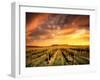 Vineyard in the Barossa Valley, South Australia-kwest19-Framed Photographic Print