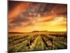 Vineyard in the Barossa Valley, South Australia-kwest19-Mounted Photographic Print