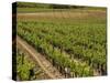 Vineyard in the Bordeaux Region, Gironde, Aquitaine, France-Peter Richardson-Stretched Canvas