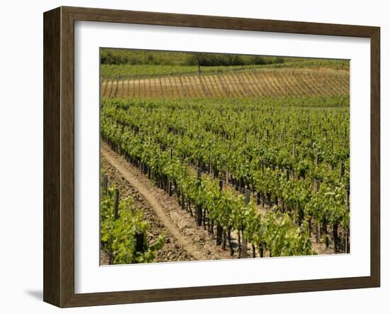 Vineyard in the Bordeaux Region, Gironde, Aquitaine, France-Peter Richardson-Framed Photographic Print