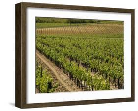 Vineyard in the Bordeaux Region, Gironde, Aquitaine, France-Peter Richardson-Framed Photographic Print