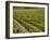 Vineyard in the Bordeaux Region, Gironde, Aquitaine, France-Peter Richardson-Framed Photographic Print