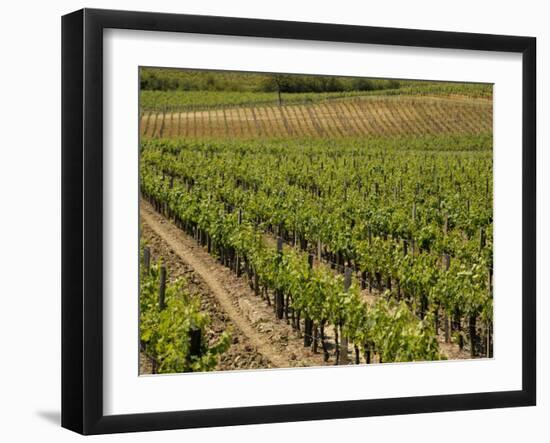 Vineyard in the Bordeaux Region, Gironde, Aquitaine, France-Peter Richardson-Framed Photographic Print