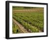 Vineyard in the Bordeaux Region, Gironde, Aquitaine, France-Peter Richardson-Framed Photographic Print