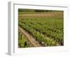 Vineyard in the Bordeaux Region, Gironde, Aquitaine, France-Peter Richardson-Framed Photographic Print