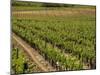 Vineyard in the Bordeaux Region, Gironde, Aquitaine, France-Peter Richardson-Mounted Photographic Print