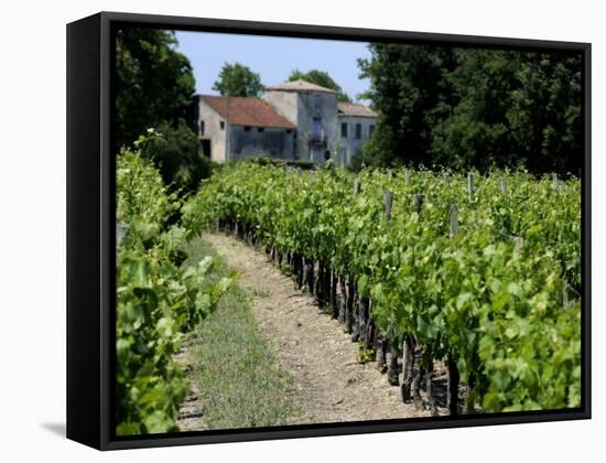 Vineyard in the Bordeaux Region, Gironde, Aquitaine, France-Peter Richardson-Framed Stretched Canvas
