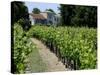 Vineyard in the Bordeaux Region, Gironde, Aquitaine, France-Peter Richardson-Stretched Canvas