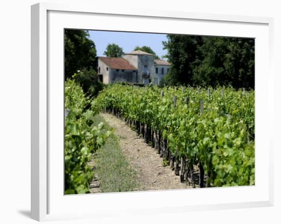 Vineyard in the Bordeaux Region, Gironde, Aquitaine, France-Peter Richardson-Framed Photographic Print