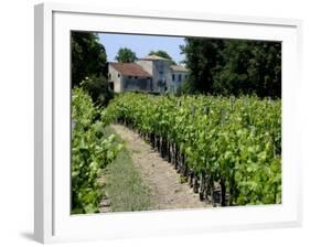 Vineyard in the Bordeaux Region, Gironde, Aquitaine, France-Peter Richardson-Framed Photographic Print