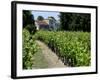 Vineyard in the Bordeaux Region, Gironde, Aquitaine, France-Peter Richardson-Framed Photographic Print