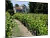Vineyard in the Bordeaux Region, Gironde, Aquitaine, France-Peter Richardson-Mounted Photographic Print
