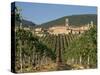 Vineyard in the Chianti Classico Region North of Siena, Tuscany, Italy, Europe-Short Michael-Stretched Canvas