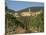 Vineyard in the Chianti Classico Region North of Siena, Tuscany, Italy, Europe-Short Michael-Mounted Photographic Print