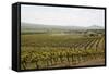 Vineyard in the Golan Heights, Israel, Middle East-Yadid Levy-Framed Stretched Canvas