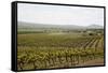 Vineyard in the Golan Heights, Israel, Middle East-Yadid Levy-Framed Stretched Canvas