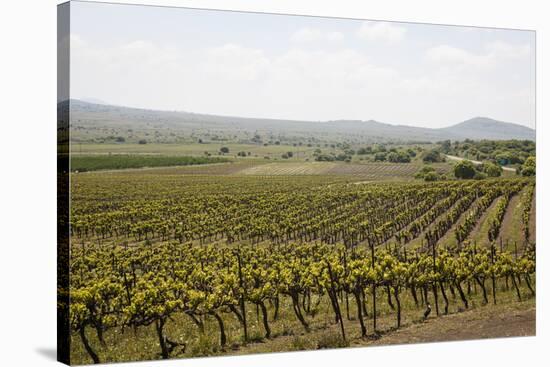 Vineyard in the Golan Heights, Israel, Middle East-Yadid Levy-Stretched Canvas