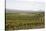 Vineyard in the Golan Heights, Israel, Middle East-Yadid Levy-Stretched Canvas