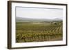 Vineyard in the Golan Heights, Israel, Middle East-Yadid Levy-Framed Photographic Print