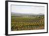 Vineyard in the Golan Heights, Israel, Middle East-Yadid Levy-Framed Photographic Print