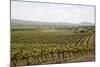 Vineyard in the Golan Heights, Israel, Middle East-Yadid Levy-Mounted Photographic Print