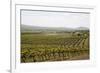 Vineyard in the Golan Heights, Israel, Middle East-Yadid Levy-Framed Photographic Print