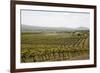 Vineyard in the Golan Heights, Israel, Middle East-Yadid Levy-Framed Photographic Print