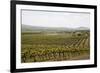 Vineyard in the Golan Heights, Israel, Middle East-Yadid Levy-Framed Photographic Print