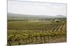 Vineyard in the Golan Heights, Israel, Middle East-Yadid Levy-Mounted Photographic Print